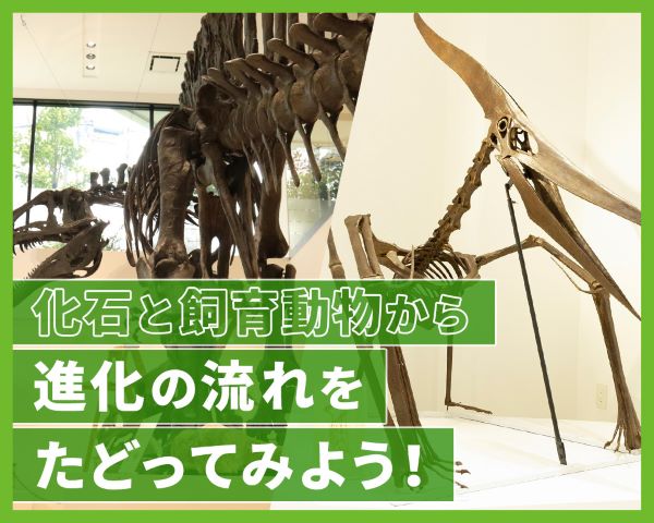 ＴＣＡ東京ＥＣＯ動物海洋専門学校のオープンキャンパス