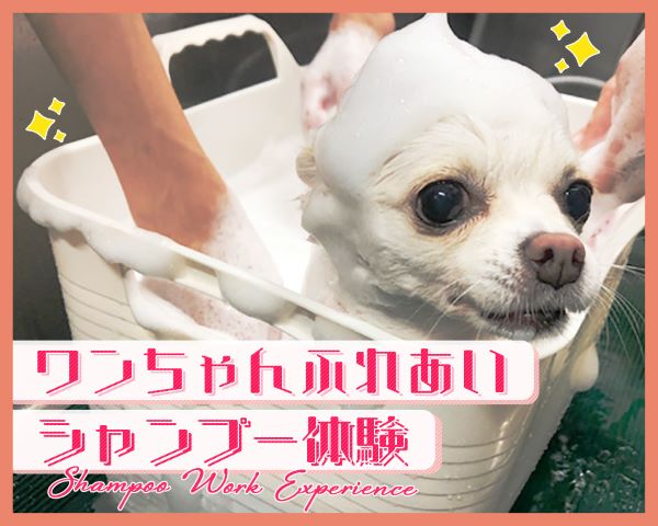 ＴＣＡ東京ＥＣＯ動物海洋専門学校のオープンキャンパス