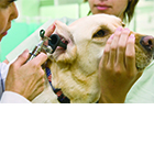 動物内科看護学実習I