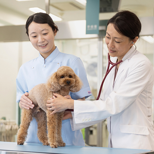 ヤマザキ動物看護大学のオープンキャンパス