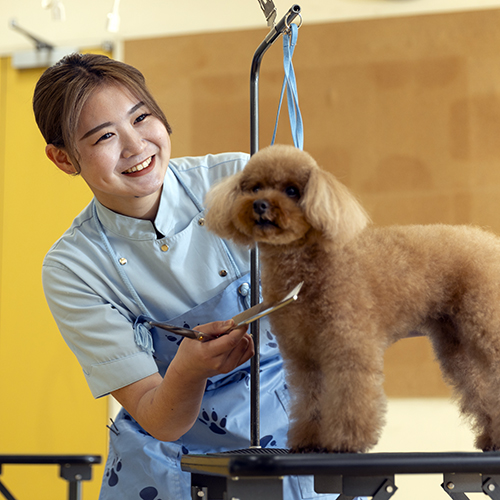 ヤマザキ動物看護専門職短期大学2