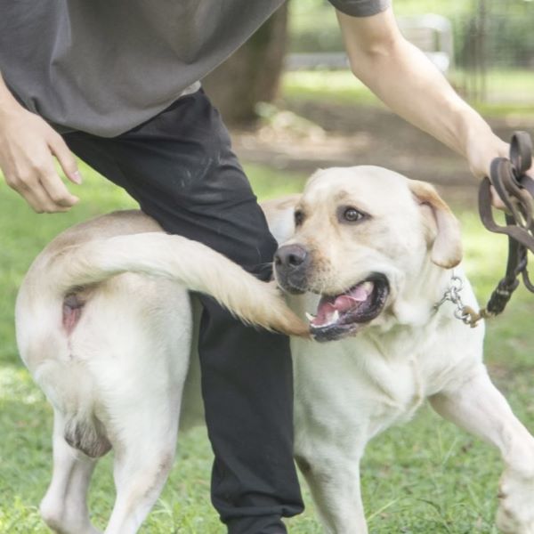 群馬動物専門学校