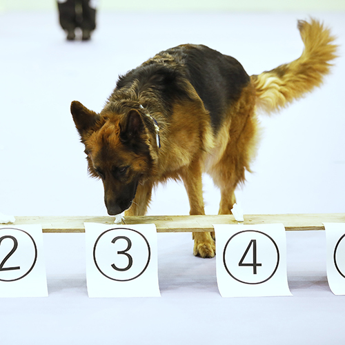 ドッグトレーナー体験＜警察犬＞／大阪ＥＣＯ動物海洋専門学校
