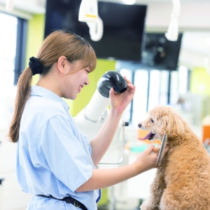 ペットトリマー体験／大阪ＥＣＯ動物海洋専門学校