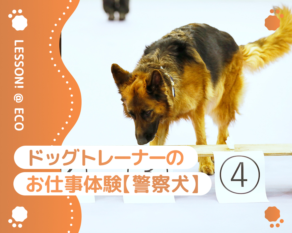 ドッグトレーナー体験＜警察犬＞／大阪ＥＣＯ動物海洋専門学校