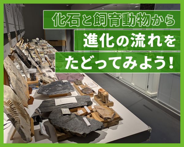 化石と飼育動物から、進化の流れをたどってみよう！／ＴＣＡ東京ＥＣＯ動物海洋専門学校
