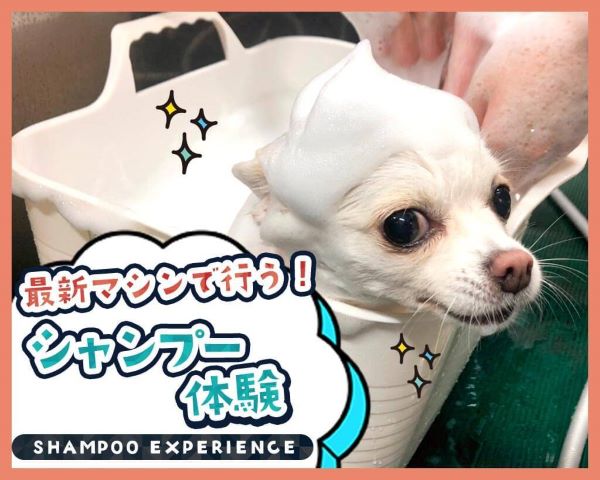 最新マシンで行う！シャンプー体験／ＴＣＡ東京ＥＣＯ動物海洋専門学校