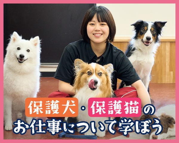 保護犬・保護猫のお仕事について学ぼう／ＴＣＡ東京ＥＣＯ動物海洋専門学校