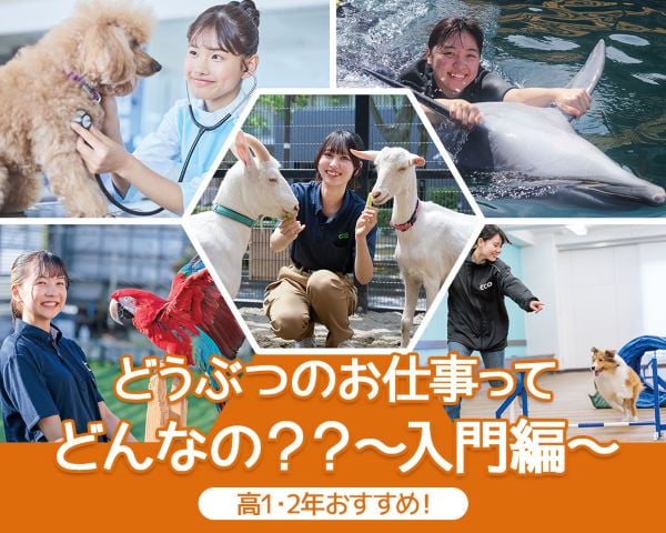 どうぶつのお仕事ってどんなの？？～入門編～／ＴＣＡ東京ＥＣＯ動物海洋専門学校