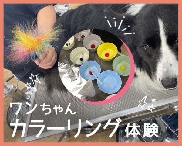 ワンちゃんカラーリング体験／ＴＣＡ東京ＥＣＯ動物海洋専門学校