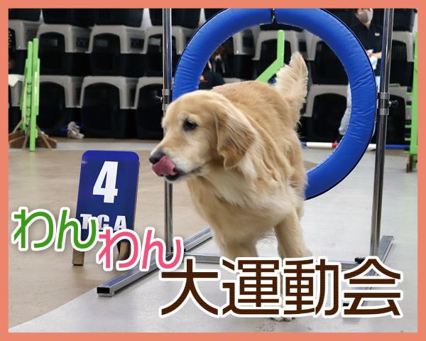わんわん大運動会／ＴＣＡ東京ＥＣＯ動物海洋専門学校