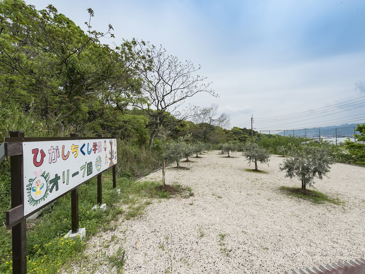 【小倉南区キャンパス】オリーブ園。