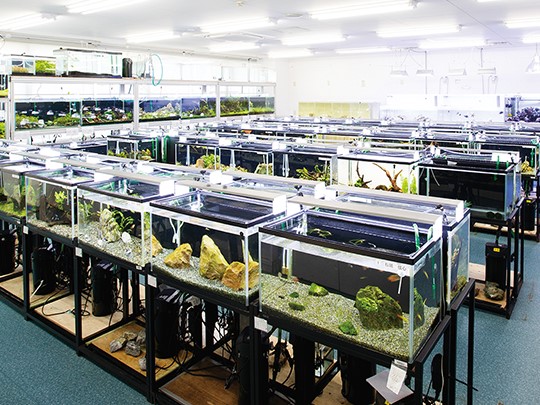 アクア実習室／水生生物の飼育や水槽展示を学びます。
