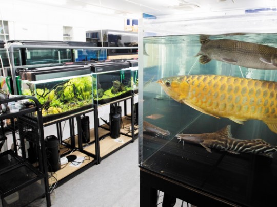 第2アクア実習室／大型魚、両生・爬虫類の飼育方法を学びます。