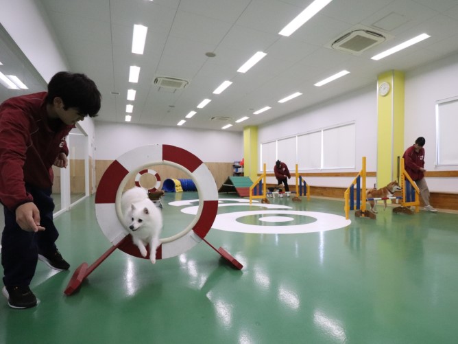 ドッグトレーニングルーム／たくさんの犬とふれあい、ドッグトレーニングの技術を学びます。